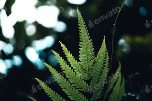 Preview: Dark green leaves nature background