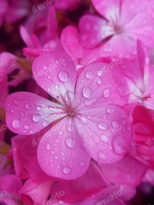 Preview: Beautiful Pink Flowers with Water Droplets on Petals