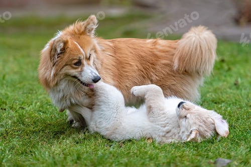 Preview: a small Golden Retriever puppy plays with Welsh Corgi Pembroke in a green meadow