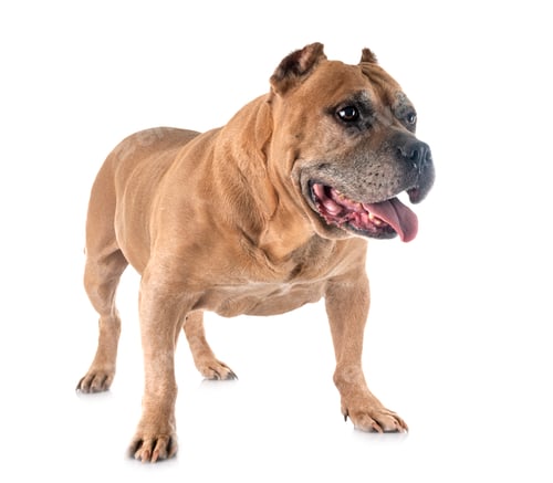 Preview: old american staffordshire terrier
