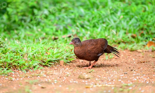 Preview: Female Sri Lanka spurfowl (Galloperdix bicalcarata) foraging on the forest floor at Sinharaja