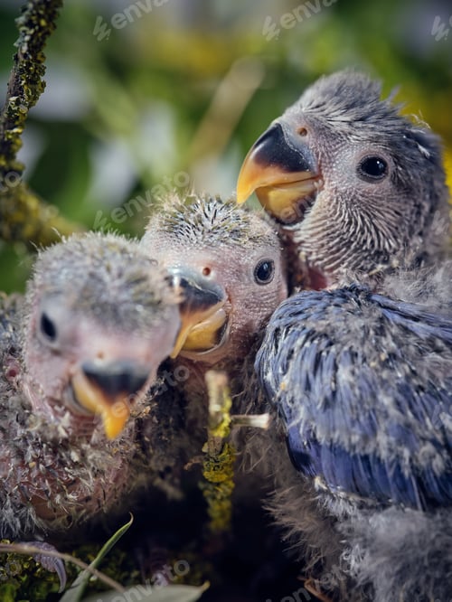 Preview: Cute lovebird mother with lovely hatchlings on tree