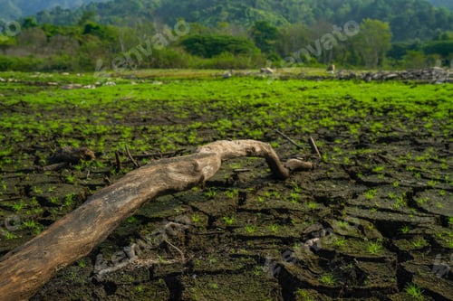 Preview: Fresh Green Grass and Lush Meadows Signal Spring and Summer Growth: A Closeup of Natural