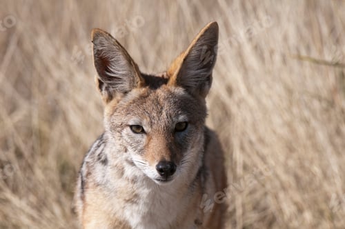 Preview: An alert jackal in the wild