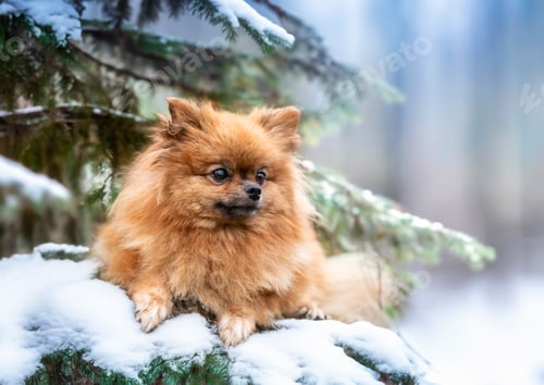 Preview: pomeranian in nature
