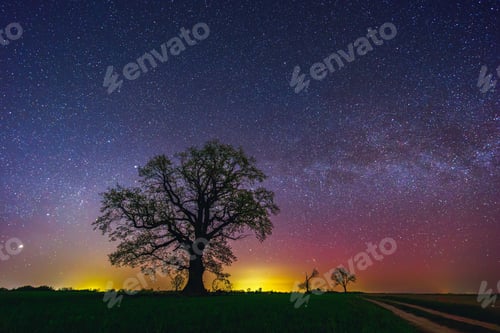 Preview: Oak tree with a Milky way galaxy. Night sky with stars