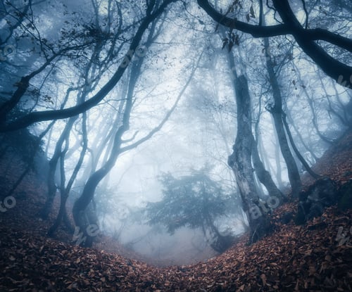 Preview: Dreamy autumn forest in blue fog. Colorful landscape
