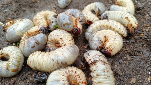 Preview: Beetle worms in the soil