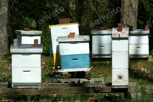 Preview: Beehive