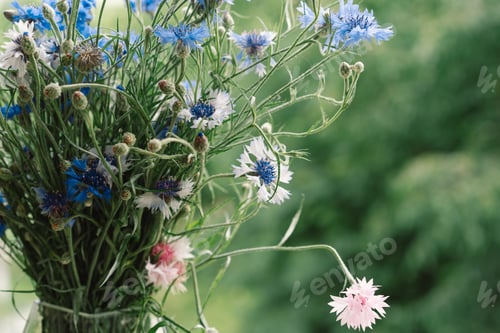 Preview: Cornflowers in blue, purple, pink, burgundy.