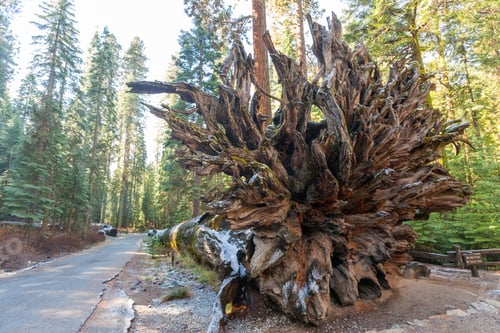 Preview: Giant root of a fallen sequoia tree laid by the roadside