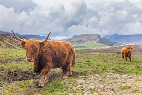 Preview: Great Britain, Scotland, Scottish Highlands, Highland Cattles