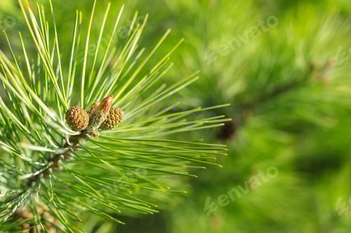 Preview: Green pine tree branches with new cones in a bright, sunny setting during springtime