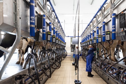 Preview: automatic milking parlour, modern cow farm