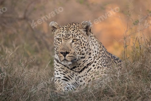Preview: Leopard, Panthera pardus, close-up of a male.