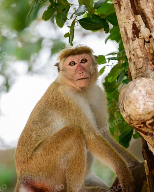 Preview: Young toque macaque monkey sitting on a branch and looking at the camera close-up shot,