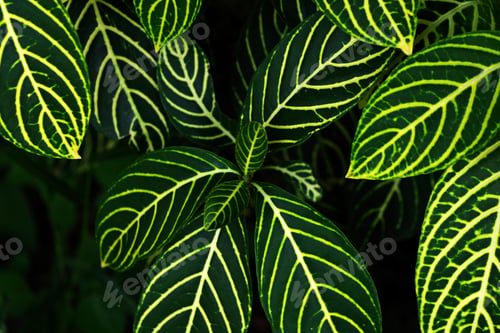 Preview: Close-up view of the beautiful leaf pattern of the exotic tropical plant