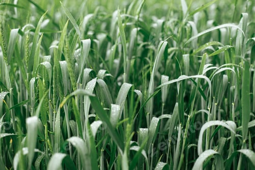 Preview: Wheat field after rain. Green wheat ears and stem in water drops close up. Agriculture