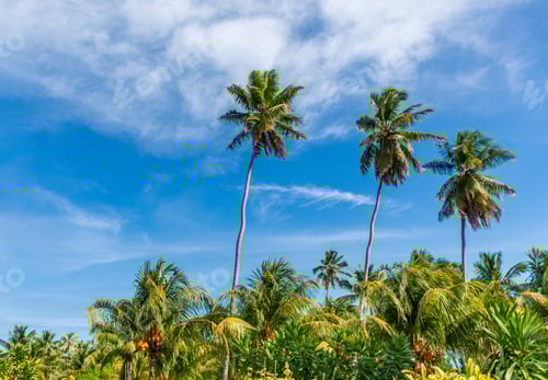 Preview: Amazing tall palm trees against blue sky
