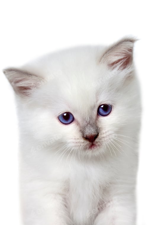 Preview: cat, kitten, pet, isolate