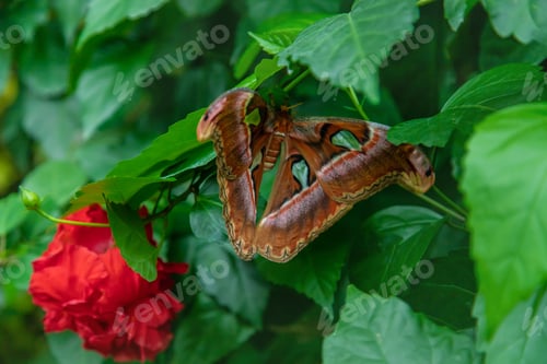 Preview: The largest butterfly in nature. Coscinocera hercules.