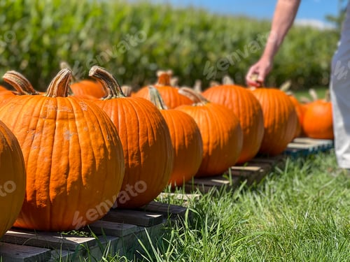 Preview: Low angle view of a male picking a pumpkin from a row of pumpkins at a countryside market