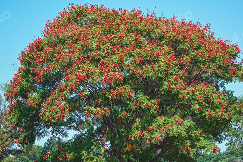 Preview: Goldenrain Tree (Koelreuteria Paniculata). Known As Pride Of India, China Tree And Varnish Tree
