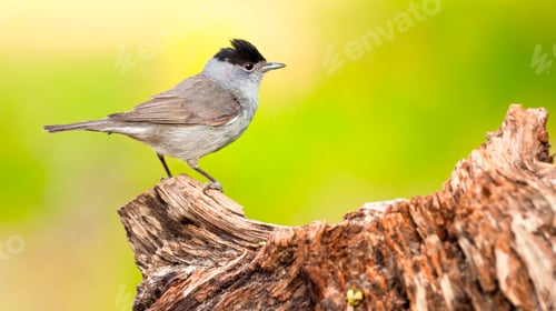 Preview: Blackcap