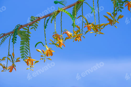 Preview: Beautiful Tamarind flowers are blooming on branch against blue sky background