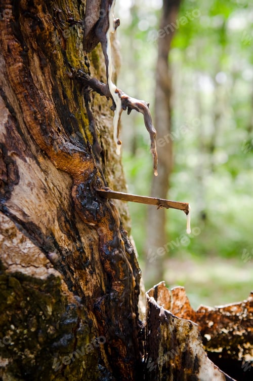Preview: Tapping A Rubber Tree