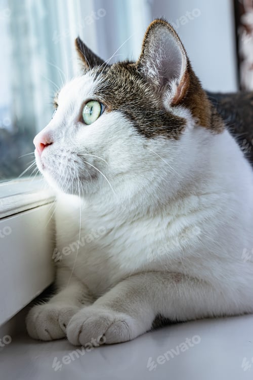 Preview: A young white-striped tabby cat lies on the windowsill and looks attentively out the window.
