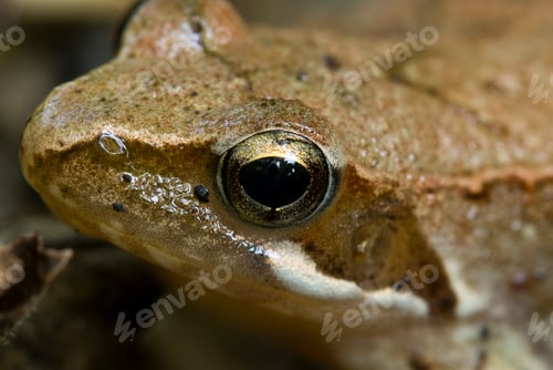 Preview: Red Frog