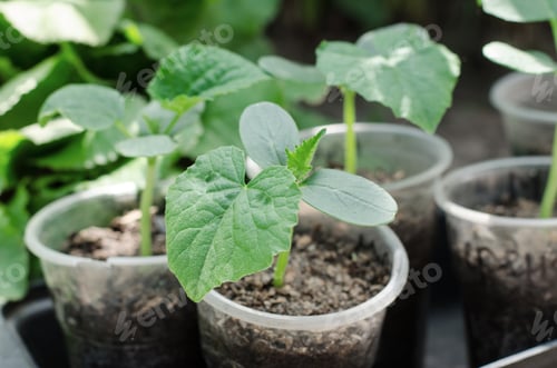 Preview: Seedlings of watermelons ready for planting in open ground. Growing watermelons in the country