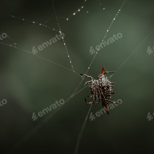 Preview: Close-up shot of Gasteracantha cancriformis, a spinybacked orbweaver on a cobweb.