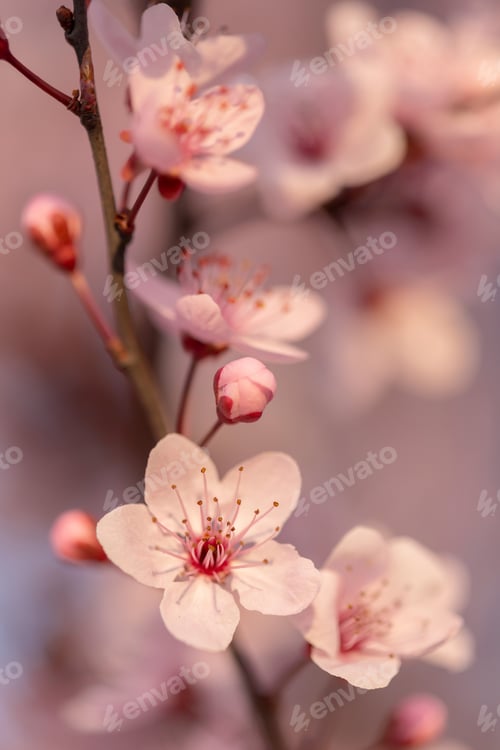 Preview: Blooming tree branch