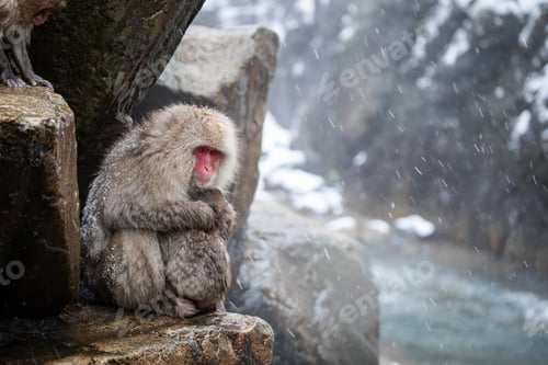 Preview: Snow monkey