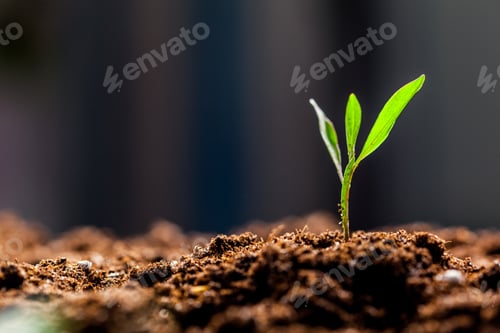 Preview: Growing Young Green Corn Seedling Sprouts in Cultivated Agricultural Farm Field