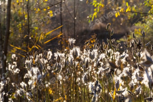 Preview: Autumn meadow