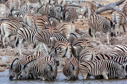 Preview: Zebra - Namibia