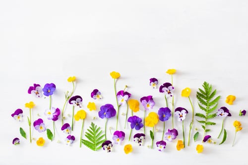 Preview: beautiful pansy violet summer flowers flatlay on white