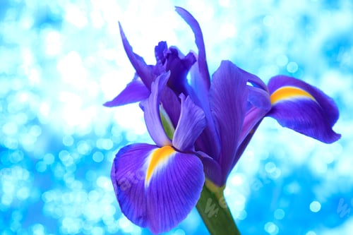 Preview: Beautiful blue iris flowers background