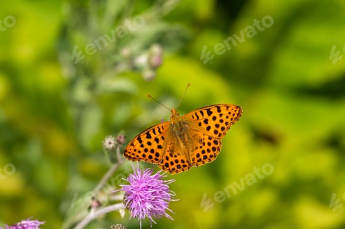 Preview: Butterfly on flower, scientific name; Issoria lathonia