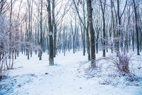 Preview: Big park trees at winter.