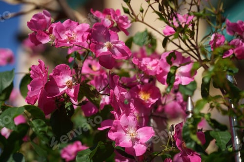 Preview: Flowers along via Pasubio in Milan
