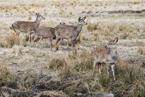 Preview: Red deer, Altai maral (Cervus elaphus sibiricus)