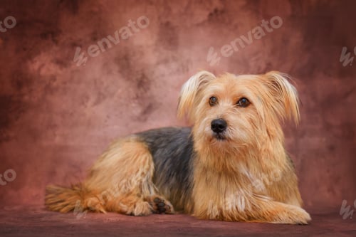 Preview: Portrait of a brown mixed breed dog, studio photo, against a brown background