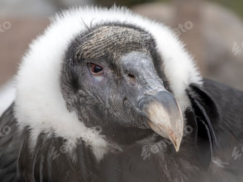 Preview: Bald Headed Eagle, close up shot with blurred background