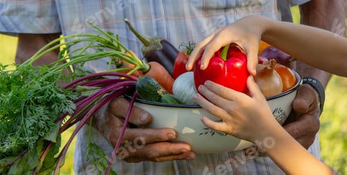 Preview: Child helping with harvest in the garden, fresh organic vegetables