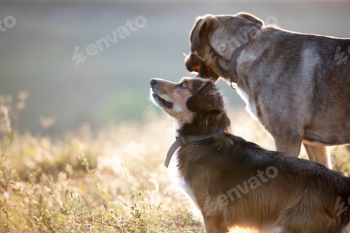 Preview: Happy dogs having fun in a field of summertime