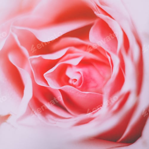 Preview: Rose